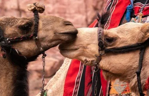 Cheap Jordan Holidays